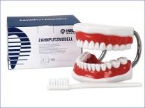 Zahnputzmodell Big mit Zahnbürste, 1 Set